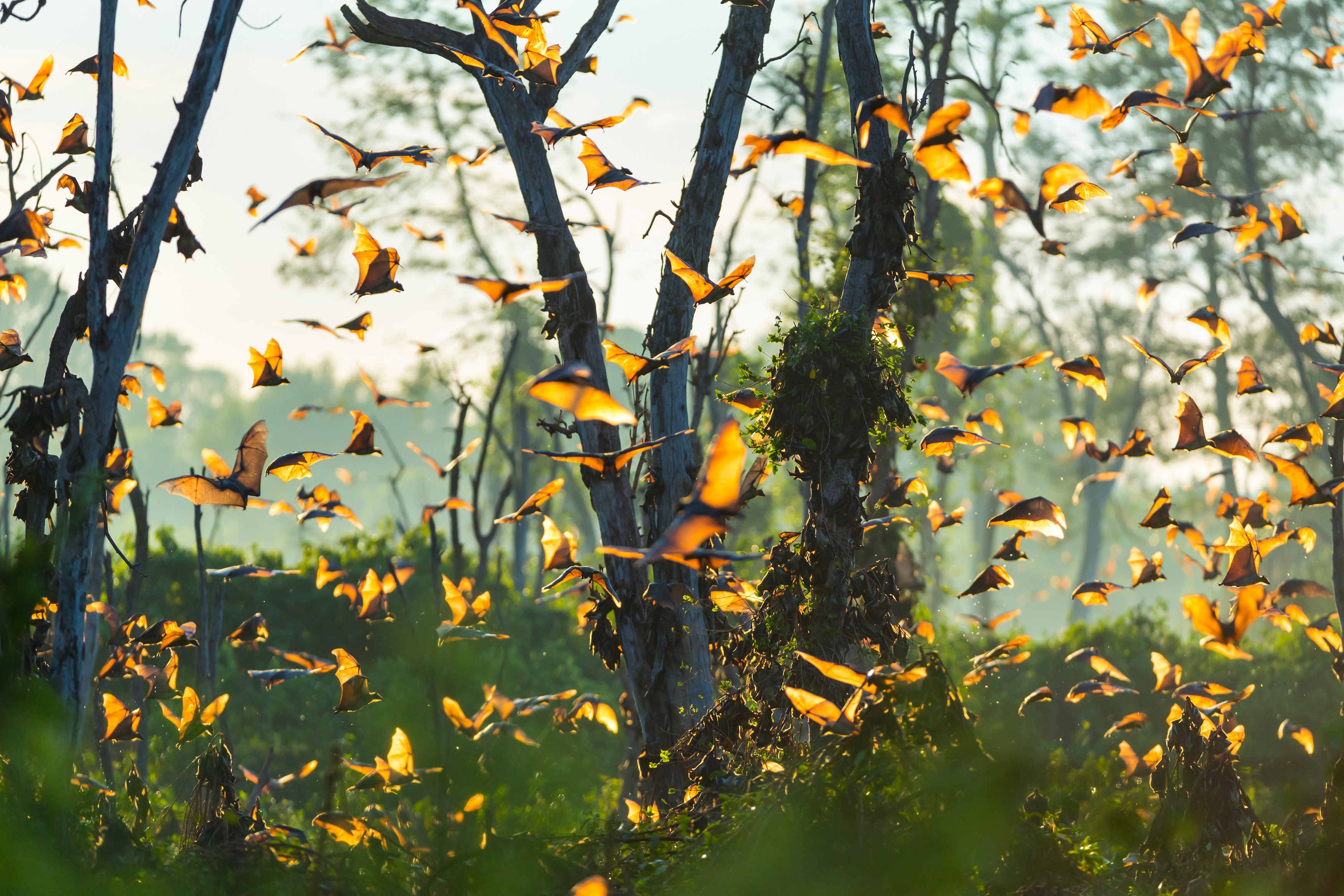 Pour éviter les pandémies, il faut protéger les animaux sauvages, comme les chauves-souris, dans leur habitat naturel. © JUAN CARLOS MUNOZ, Adobe Stock